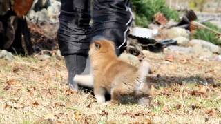 柴犬子犬赤柴雄ID：946　2010.10.11生まれ　2010.11.23撮影 柴犬.net