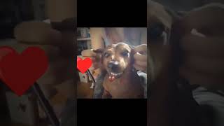 dog smile funny video | dog smiling meme song #shortsvideo #funny #dog #viralvideo