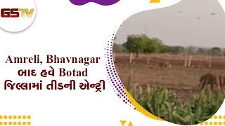 Amreli, Bhavnagar બાદ હવે Botad જિલ્લામાં તીડની એન્ટ્રી | Gstv Gujarati News