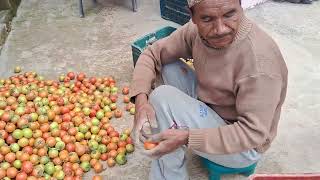 agricultural kapurkot#nature #salyan #tomato