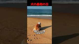 飼い主が犬の最後の願いを叶えてあげる #shorts