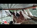 কবুতরকে পল্টি ফিড খাওয়ালে কি হবে pigeon and me give poulty feed to pigeon kobutor palon