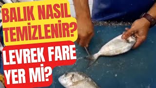 Balık nasıl temizlenir? Levrek fare yer mi? Balık temizleme