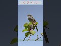 春つげ鳥 ウグイス japanese bush warbler shorts