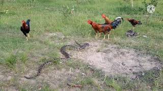 saap our murga ladai (Fight with hen \u0026 snake)