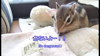 爪切り嫌い〜！！[Squirrel hates having its nails trimmed]　#chipmunk 　#しまりす 　#ヨモギさんの散歩 　#シマリス 　#足のメンテナンス