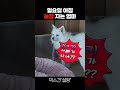 😴 일요일 아침 엄마 깨우기 기다리는 설탕이와 아빠 🐶💤 sunday morning sugar u0026 dad waiting for mom to wake up