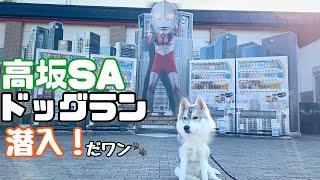 【ハスキー犬】無料ドッグランがある高坂SAで遊んできました！