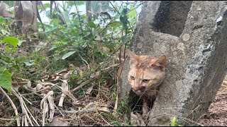 母親も父親もいない子猫たちは、凍えるような寒さの中で飢えに苦しんでいます。猫たちの健康とおいしい食事が願われますように。