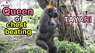 Gorilla Tayari - Queen of Chest Beating擊胸女王金剛猩猩Tayari擊胸精彩集錦