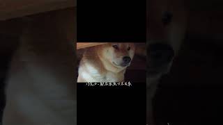 巧克力-躲在床底下不出來#柴犬 #狗狗 #熱門 #迷因