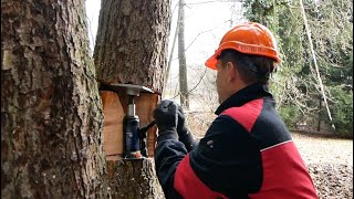 Kácení stromu STIHL MS 362 Jak na Broušení řetězu Napnutí řetězu Kácení heverem + kladkostrojem