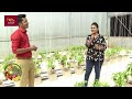 rividina arunella දම්පාට බෙල් පෙපර් වවන හැටි දැනගන්න 2022 02 27 agriculture programme