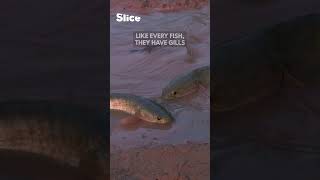 Fish that walks? See it for yourself! | SLICE