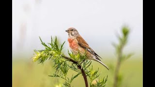 The Most Beautiful Bird Songs In The World - part 3 - Linnet