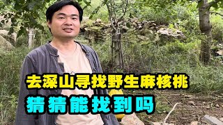 去野三坡深山寻找野生文玩核桃，一路披荆斩棘，能找到吗