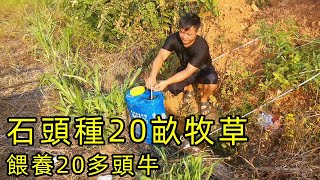 石頭養了20多頭牛，為此種了20畝牧草，這真的能掙錢嗎？ 【石頭秀】