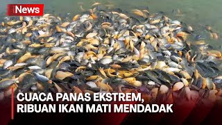 Dampak Cuaca Panas Ekstrem, Ribuan Ikan Mati Mendadak di Aceh Timur