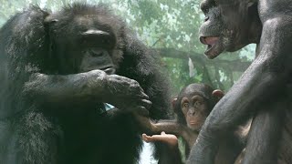 アルファオス カズヤと困ったいたずらっ子　よこはま動物園ズーラシア　チンパンジー　202408