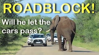 GIANT Elephant Bull in Musth Asserts His Dominance and Blockades the Road in Kruger National Park