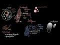 Endomembrane system | The fundamental unit of life | Biology | Khan Academy