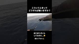 キハダマグロが目の前でスーパー大ナブラ。こーいう時はどうやって食わせますか？教えてください！！