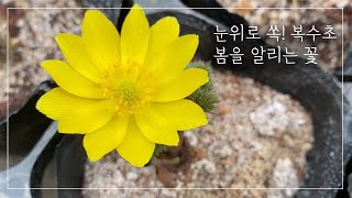 올 봄 가드닝 이 꽃들을 심어요. 한국 야생화. 여심 저격 봄꽃.Flowers for gardening this spring. Korean wildflowers.