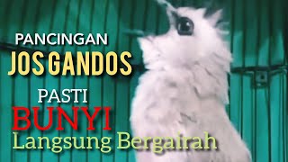 Pancingan JOS GANDOS Trucukan MALAS BUNYI Kurang GAIRAH , PUTARKAN INI PASTI langsung BUNYI ..!!