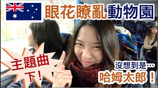 【Avis澳洲墨爾本旅遊】眼花瞭亂動物園｜沒想到是...哈姆太郎！