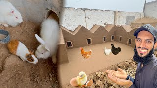 Hen Colony Ready Ho Gai 🥰 || Gini Or Rabbits Ki Dosti Karwa Di ❤️