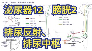 泌尿器12 膀胱2　排尿反射と排尿中枢