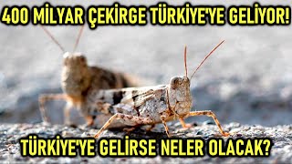 400 MİLYARLIK ÇEKİRGE SÜRÜSÜ TÜRKİYE'YE Mİ GELİYOR? (Çekirge İstilası)