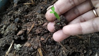 അഡീനിയം വിത്ത് മുളപ്പിക്കാം ||How to grow adenium from seeds||#shorts||Adenium plant||Propagation