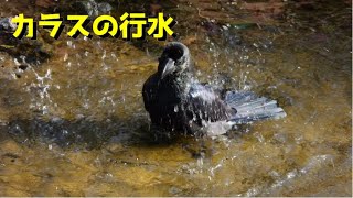 カラスの行水 Crow bathing