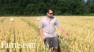 Agronomy Video: Wheat Disease Control on Septoria, Powdery Mildew.