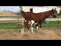 new foal strike from barn to pasture