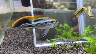 apistogramma agassizii