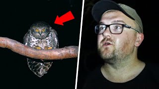 Finding The Powerful Owl At Night