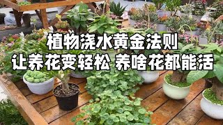 植物浇水黄金法则 让养花变轻松 养啥花都能活