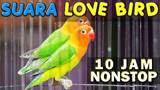 10 JAM NONSTOP - SUARA KICAU BURUNG LOVE BIRD - LAKBET - LABET GACOR