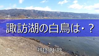 諏訪湖の白鳥（コハクチョウ）の飛来は　2019