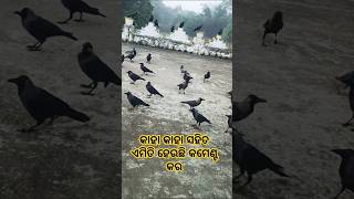 କାହା କାହା ସହିତ ଏମିତି ହେଉଛି |#shorts #viralvideo #vlog