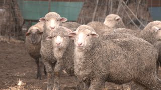 AgweekTV: Livestock Tour - North Eastern SD