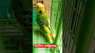 english #budgerigar.  massive size budgerigar bird mutation. ইংলিশ বাজ্রিগার পাখি #lutinoalbino360