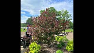 Royal Raindrops® Crabapple