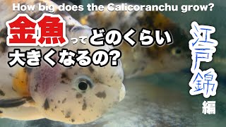 【金魚の成長】金魚ってどのくらい大きくなるの？金魚のエサは？飼育している金魚水槽のサイズは？江戸錦 How big does the goldfish grow？ @peperia