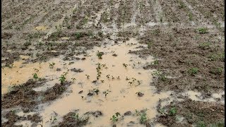 Six acre field planted May 17th