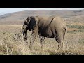 【南アフリカの日常】野生動物の楽園 imfolozi自然保護区 サファリ