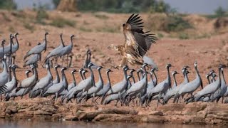 Kurja bird  or demoiselle crane drinking water place at khichan