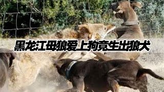 黑龍江一只母狼闖入村莊，與當地一警犬發情交配，竟生下怪異狼犬 #奇闻